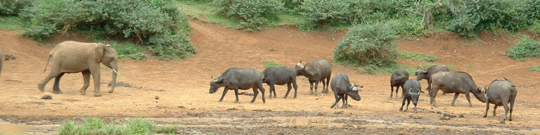 Mit Afrika 2002
